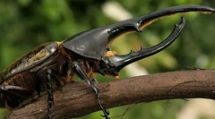 Najjači insekti